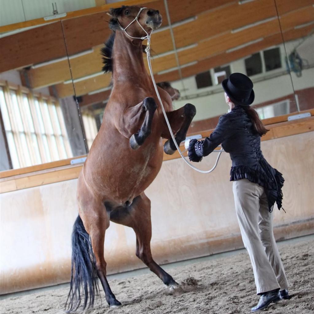 Elke Wedig in der Reithalle mit dem Pferd bei der Pesade